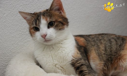 Katze Scarlett (Foto by Tiereck.at - Lavanttaler Tierhilfe)