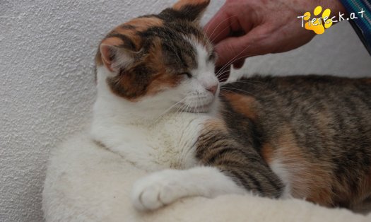 Katze Scarlett (Foto by Tiereck.at - Lavanttaler Tierhilfe)