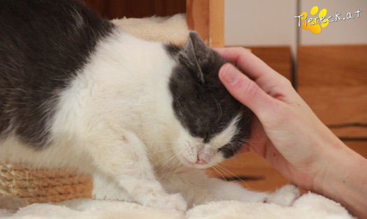 Katze Teddy (Foto by Tiereck.at - Lavanttaler Tierhilfe)