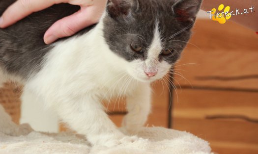 Katze Teddy (Foto by Tiereck.at - Lavanttaler Tierhilfe)
