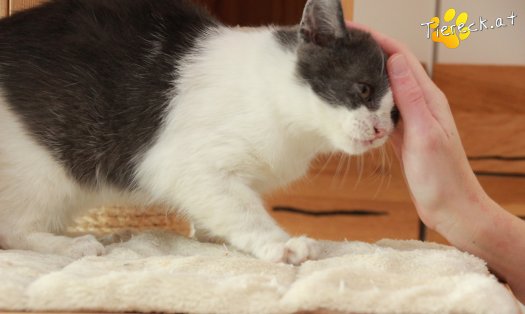 Katze Teddy (Foto by Tiereck.at - Lavanttaler Tierhilfe)