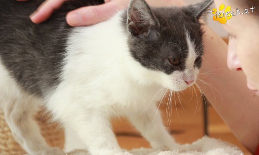 Katze Teddy (Foto by Tiereck.at - Lavanttaler Tierhilfe)