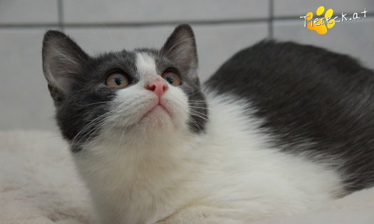 Katze Teddy (Foto by Tiereck.at - Lavanttaler Tierhilfe)