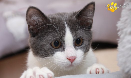 Katze Teddy (Foto by Tiereck.at - Lavanttaler Tierhilfe)