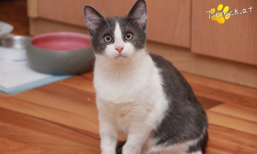 Katze Teddy (Foto by Tiereck.at - Lavanttaler Tierhilfe)