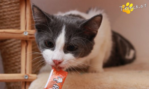 Katze Teddy (Foto by Tiereck.at - Lavanttaler Tierhilfe)