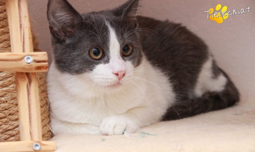 Katze Teddy (Foto by Tiereck.at - Lavanttaler Tierhilfe)