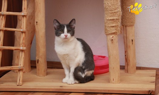 Katze Teddy (Foto by Tiereck.at - Lavanttaler Tierhilfe)