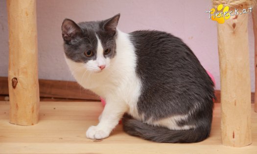 Katze Teddy (Foto by Tiereck.at - Lavanttaler Tierhilfe)
