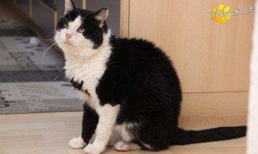 Katze Charly (Foto by Tiereck.at - Lavanttaler Tierhilfe)