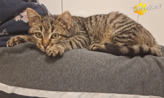 Katze Murli (Foto by Birgit)