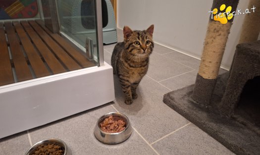 Katze Murli (Foto by Birgit)