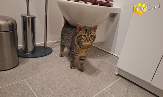 Katze Murli (Foto by Birgit)