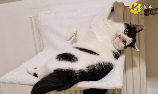 Katze Loki (Foto by Tiereck.at - Lavanttaler Tierhilfe)