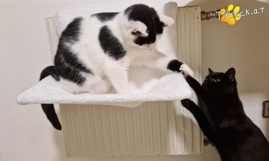 Katze Loki (Foto by Tiereck.at - Lavanttaler Tierhilfe)