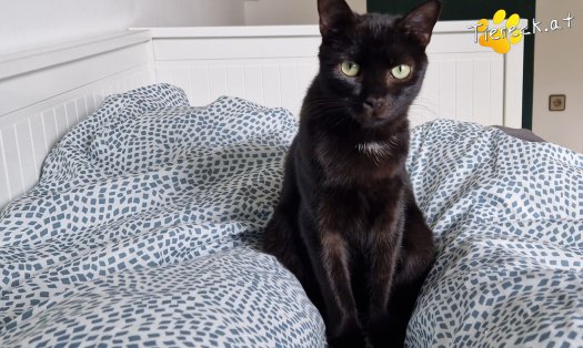 Katze Chibi (Foto by Tiereck.at - Lavanttaler Tierhilfe)