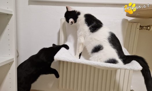 Katze Chibi (Foto by Tiereck.at - Lavanttaler Tierhilfe)