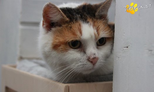 Katze Mia (Foto by Tiereck.at - Lavanttaler Tierhilfe)