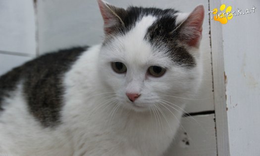 Katze Shila (Foto by Tiereck.at - Lavanttaler Tierhilfe)