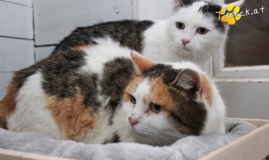 Katze Shila (Foto by Tiereck.at - Lavanttaler Tierhilfe)