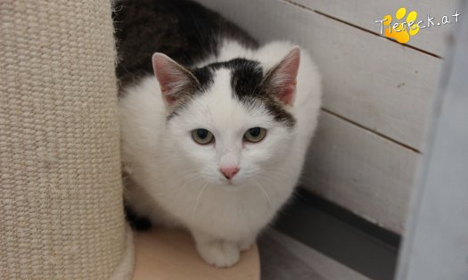Katze Shila (Foto by Tiereck.at - Lavanttaler Tierhilfe)