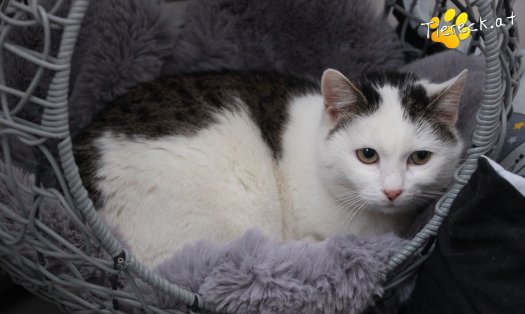 Katze Shila (Foto by Tiereck.at - Lavanttaler Tierhilfe)
