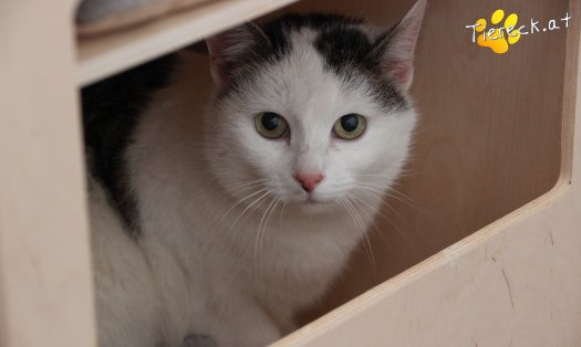 Katze Shila (Foto by Tiereck.at - Lavanttaler Tierhilfe)