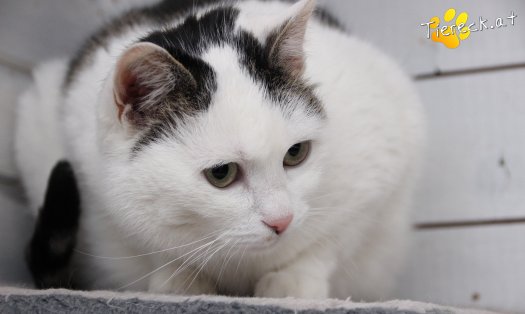 Katze Shila (Foto by Tiereck.at - Lavanttaler Tierhilfe)