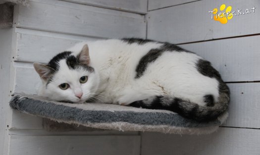 Katze Shila (Foto by Tiereck.at - Lavanttaler Tierhilfe)