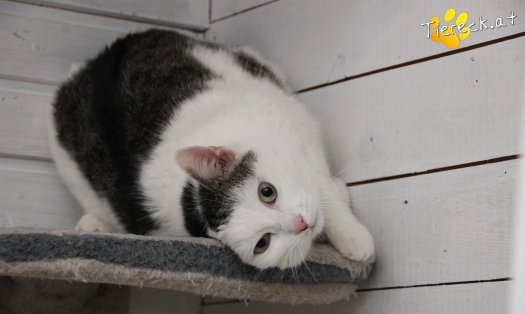 Katze Shila (Foto by Tiereck.at - Lavanttaler Tierhilfe)