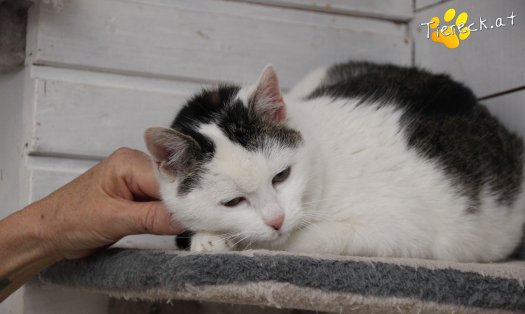 Katze Shila (Foto by Tiereck.at - Lavanttaler Tierhilfe)