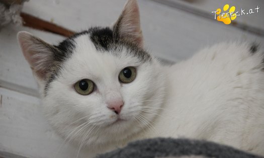Katze Shila (Foto by Tiereck.at - Lavanttaler Tierhilfe)