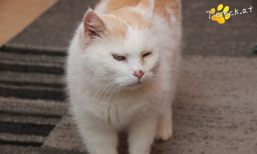 Katze Minki (Foto by Tiereck.at - Lavanttaler Tierhilfe)