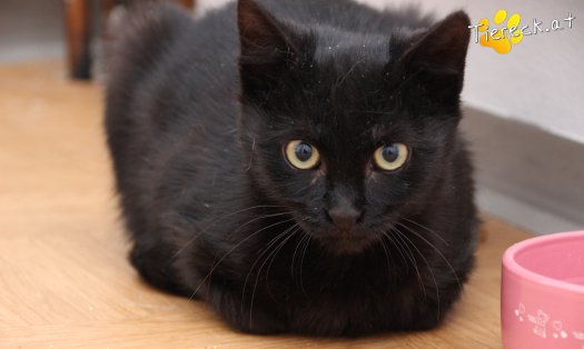 Katze Groot (Foto by Tiereck.at - Lavanttaler Tierhilfe)