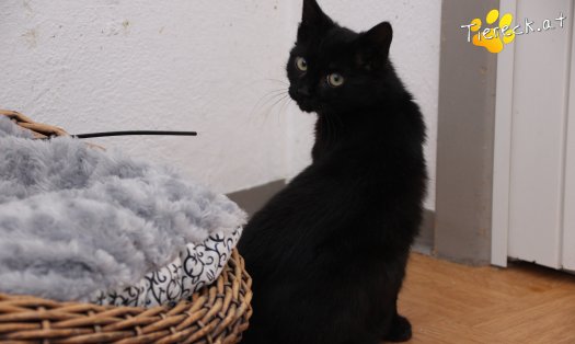 Katze Groot (Foto by Tiereck.at - Lavanttaler Tierhilfe)