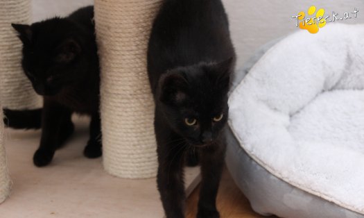 Katze Groot (Foto by Tiereck.at - Lavanttaler Tierhilfe)