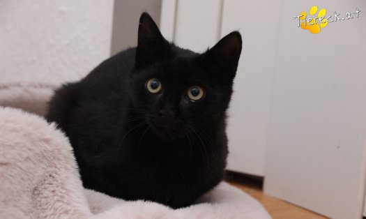 Katze Groot (Foto by Tiereck.at - Lavanttaler Tierhilfe)