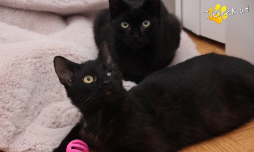 Katze Groot (Foto by Tiereck.at - Lavanttaler Tierhilfe)