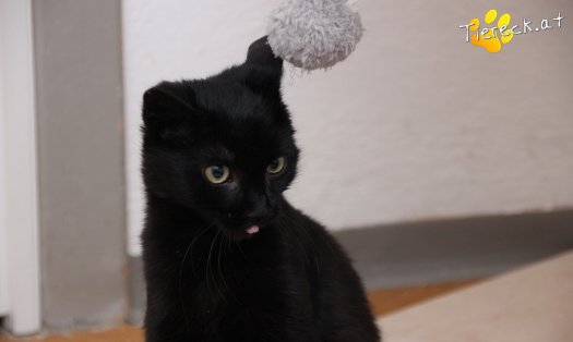 Katze Groot (Foto by Tiereck.at - Lavanttaler Tierhilfe)