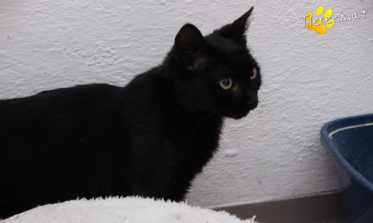 Katze Groot (Foto by Tiereck.at - Lavanttaler Tierhilfe)