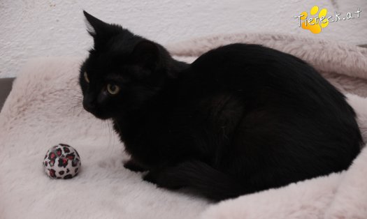 Katze Groot (Foto by Tiereck.at - Lavanttaler Tierhilfe)