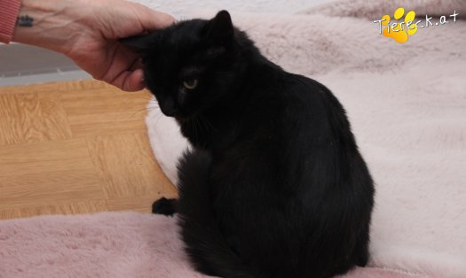 Katze Groot (Foto by Tiereck.at - Lavanttaler Tierhilfe)