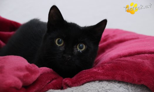 Katze Groot (Foto by Tiereck.at - Lavanttaler Tierhilfe)