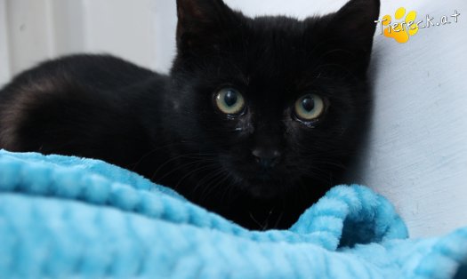 Katze Groot (Foto by Tiereck.at - Lavanttaler Tierhilfe)