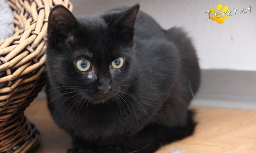 Katze Groot (Foto by Tiereck.at - Lavanttaler Tierhilfe)