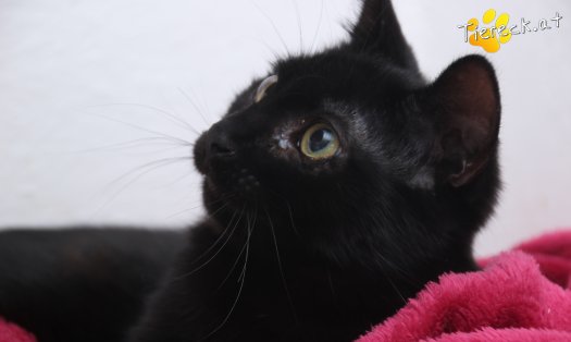 Katze Groot (Foto by Tiereck.at - Lavanttaler Tierhilfe)