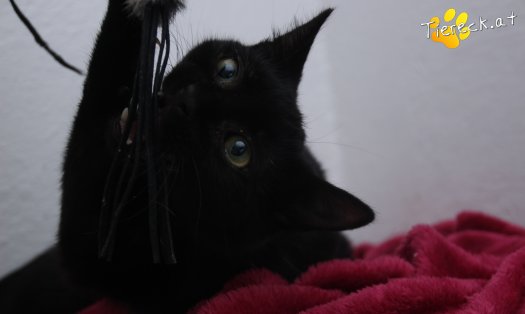 Katze Groot (Foto by Tiereck.at - Lavanttaler Tierhilfe)