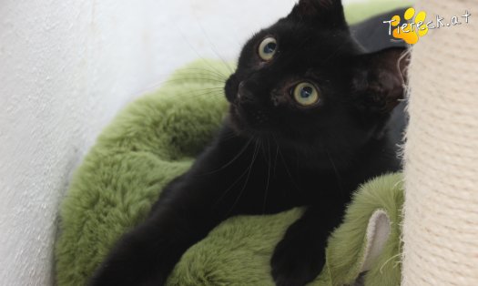 Katze Groot (Foto by Tiereck.at - Lavanttaler Tierhilfe)