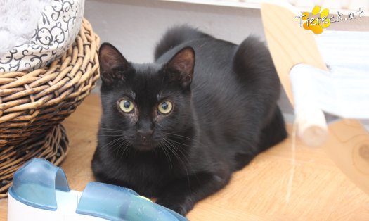 Katze Groot (Foto by Tiereck.at - Lavanttaler Tierhilfe)