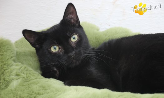 Katze Groot (Foto by Tiereck.at - Lavanttaler Tierhilfe)